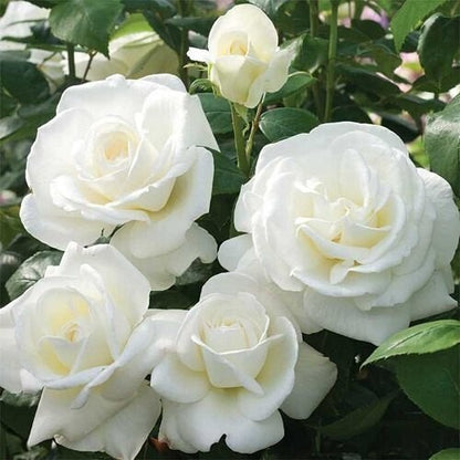 Seeds White Rose