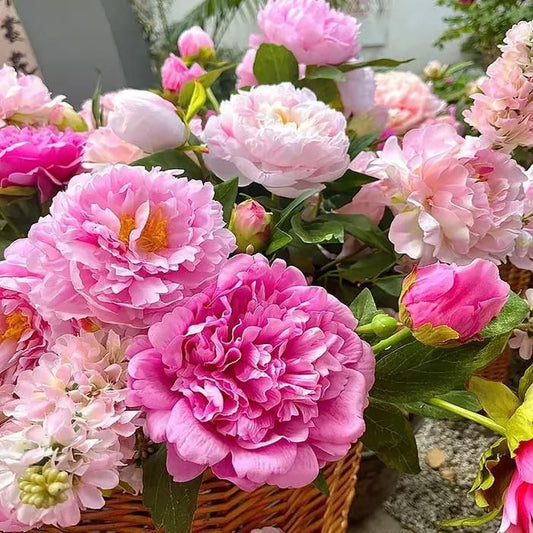 BloomGlory™ Peony Flower Seeds – The Queen of All Garden Beauties
