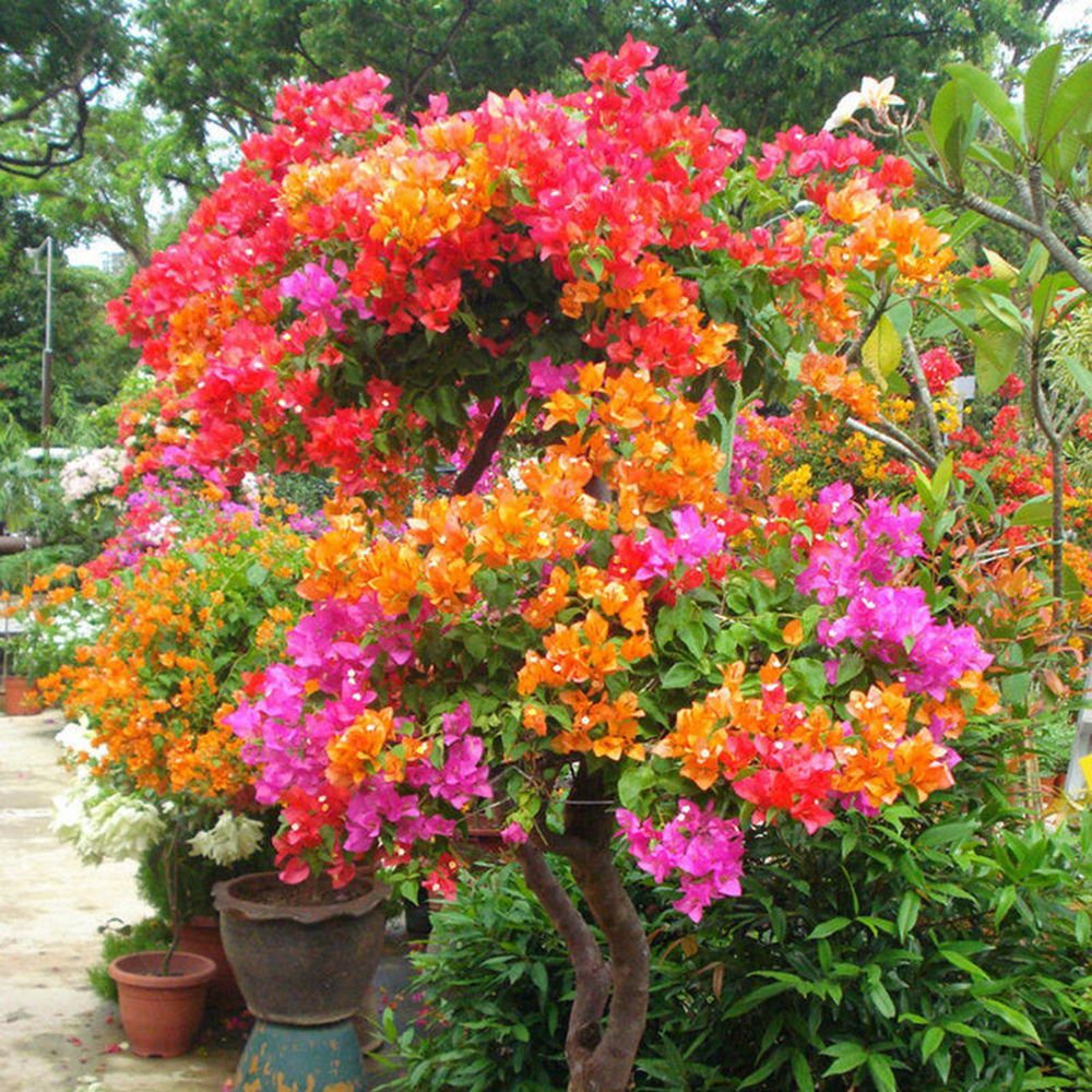 BloomBurst™ Bougainvillea Seeds – Transform Your Garden with a Stunning Multi-Color Floral Display