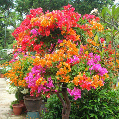 BloomBurst™ Bougainvillea Seeds – Transform Your Garden with a Stunning Multi-Color Floral Display