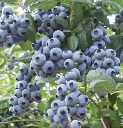 GiantBlue™ Blueberry Fruit Seeds – Grow Lush, Juicy Blueberries at Home