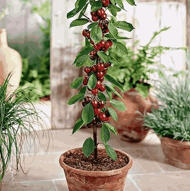 CherryBloom™ Rainier Cherry Seeds – Grow Juicy, Sweet Cherries at Home