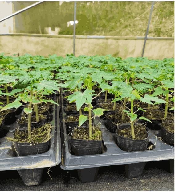 GoldenGlow™ Premium Papaya Seeds – High-Yield, Sweet & Creamy Fruit