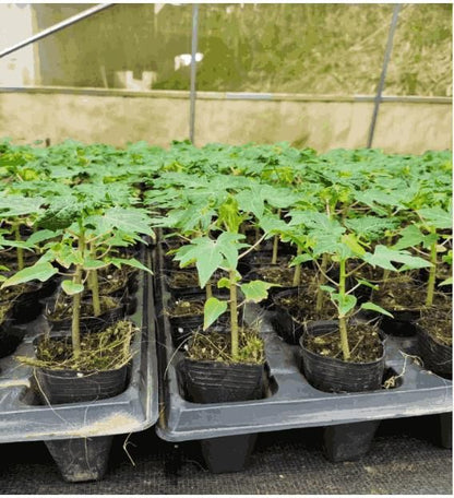 GoldenGlow™ Premium Papaya Seeds – High-Yield, Sweet & Creamy Fruit