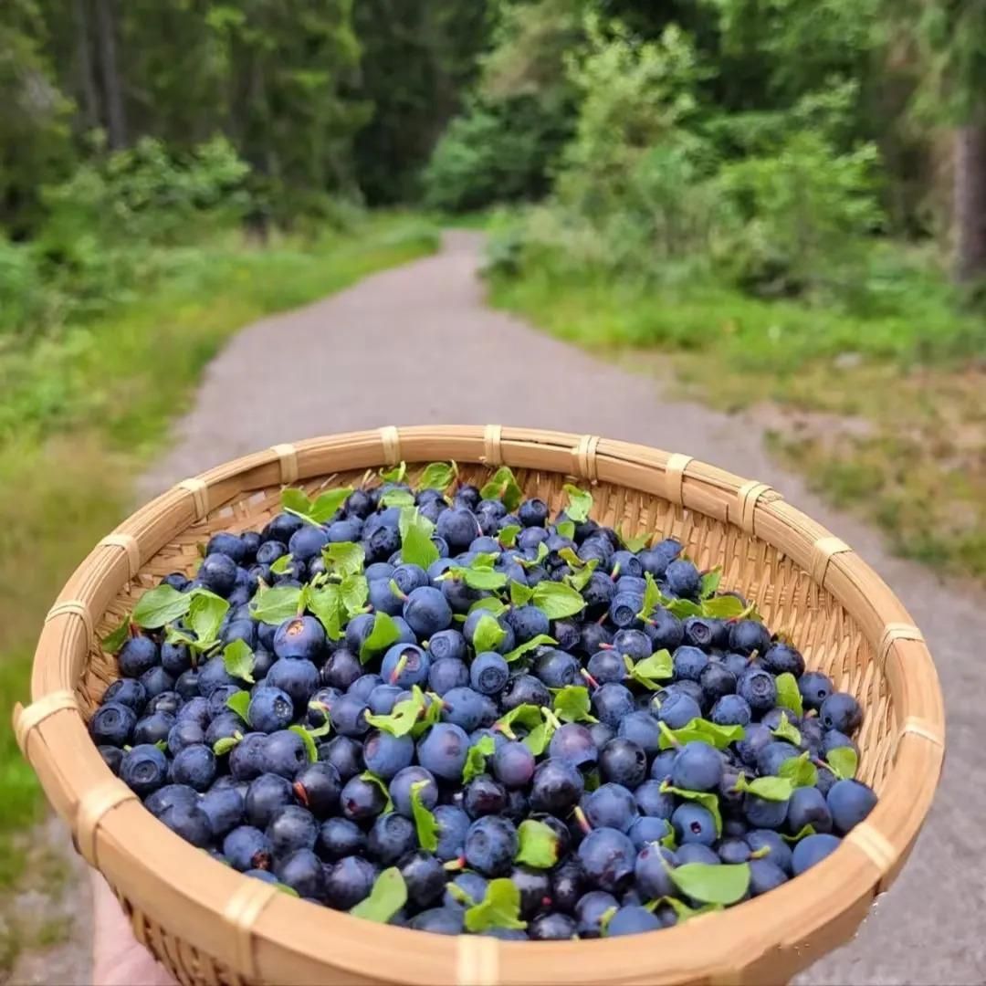 GiantBlue™ Blueberry Fruit Seeds – Grow Lush, Juicy Blueberries at Home
