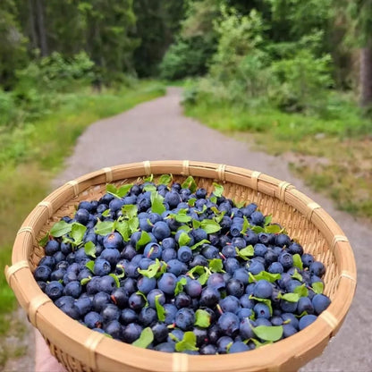 GiantBlue™ Blueberry Fruit Seeds – Grow Lush, Juicy Blueberries at Home