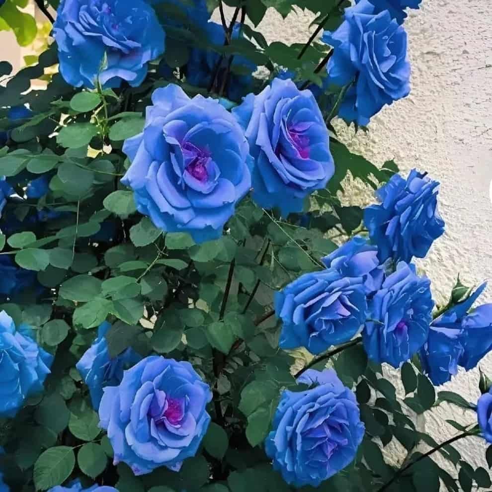 BloomClimb™ Blue Climbing Rose Seeds – Rare & Stunning Garden Beauty