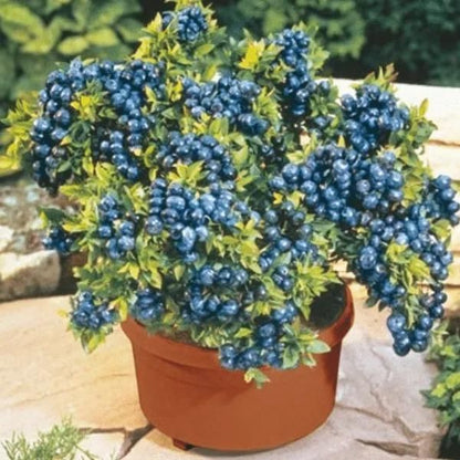 GiantBlue™ Blueberry Fruit Seeds – Grow Lush, Juicy Blueberries at Home