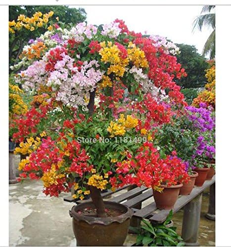 BloomBurst™ Bougainvillea Seeds – Transform Your Garden with a Stunning Multi-Color Floral Display