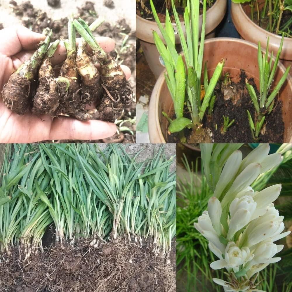 BloomBliss™ Rajnigandha Double Tuberose Bulbs (Pack of 2) – Exotic Fragrance & Lush Blooms