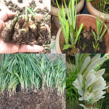 BloomBliss™ Rajnigandha Double Tuberose Bulbs (Pack of 2) – Exotic Fragrance & Lush Blooms