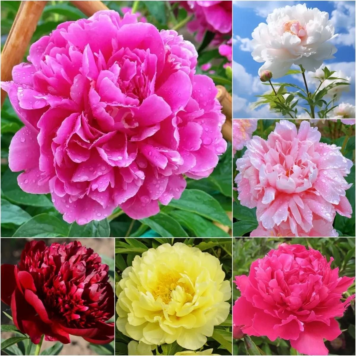 BloomGlory™ Peony Flower Seeds – The Queen of All Garden Beauties