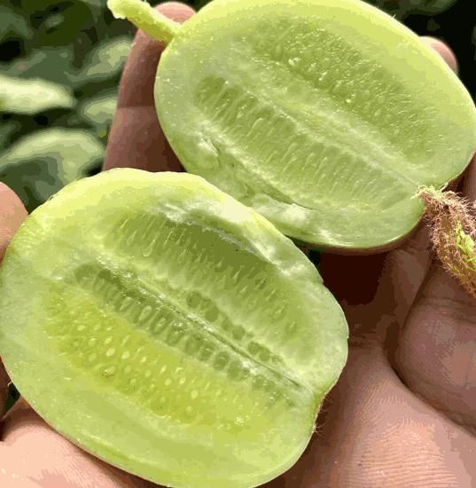 GoldenBloom™ Hybrid Cucumber Seeds – High Yield, Sweet & Nutritious