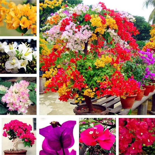 BloomBurst™ Bougainvillea Seeds – Transform Your Garden with a Stunning Multi-Color Floral Display
