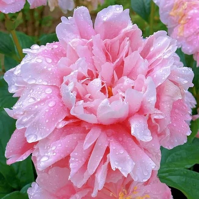 BloomGlory™ Peony Flower Seeds – The Queen of All Garden Beauties