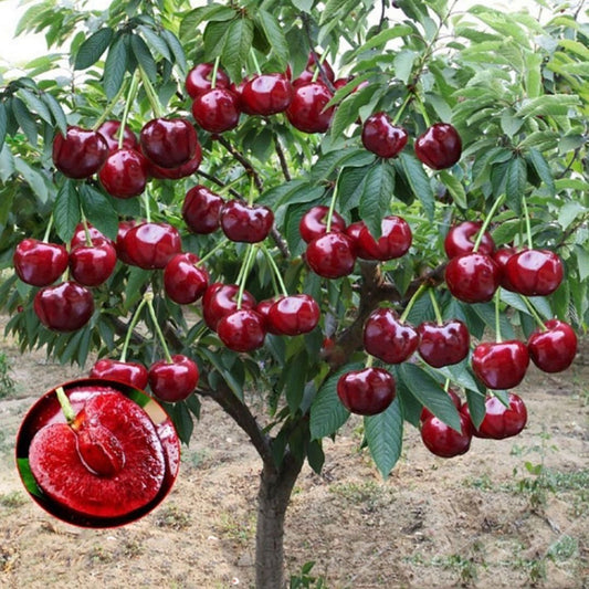 CherryBloom™ Rainier Cherry Seeds – Grow Juicy, Sweet Cherries at Home