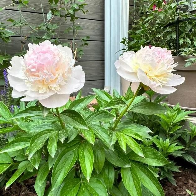 BloomGlory™ Peony Flower Seeds – The Queen of All Garden Beauties