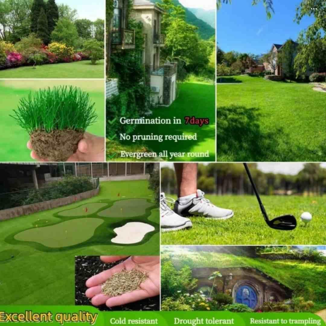 GreenLush™ Hybrid Grass Seeds – Fast-Growing, Evergreen & Low-Maintenance