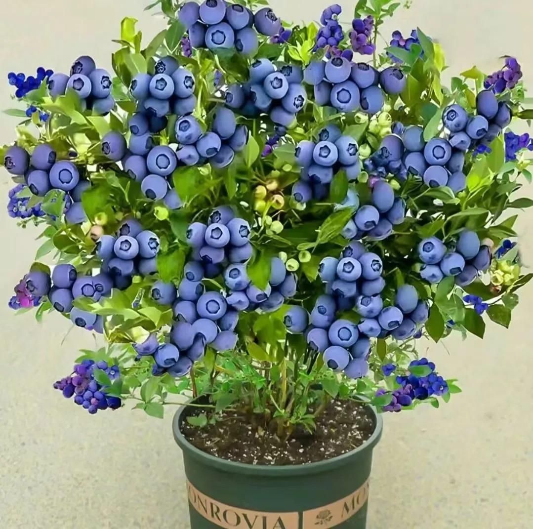 GiantBlue™ Blueberry Fruit Seeds – Grow Lush, Juicy Blueberries at Home