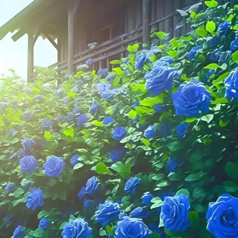 BloomClimb™ Blue Climbing Rose Seeds – Rare & Stunning Garden Beauty