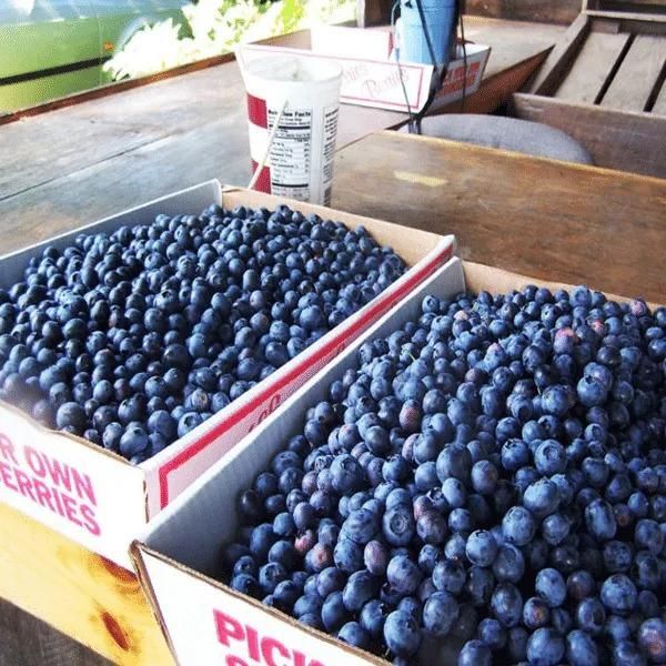 GiantBlue™ Blueberry Fruit Seeds – Grow Lush, Juicy Blueberries at Home