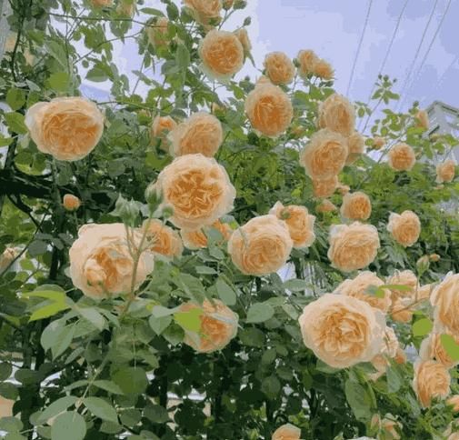 BloomRise™ Climbing Rose Seeds – Grow Stunning & Elegant Garden Roses