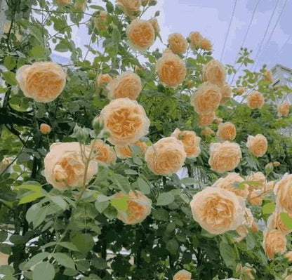 BloomRise™ Climbing Rose Seeds – Grow Stunning & Elegant Garden Roses