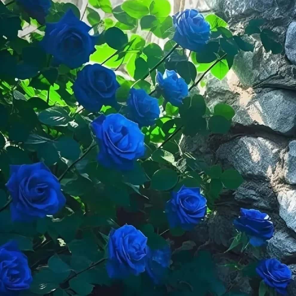 BloomClimb™ Blue Climbing Rose Seeds – Rare & Stunning Garden Beauty