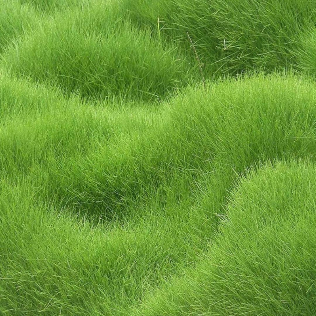 GreenLush™ Hybrid Grass Seeds – Fast-Growing, Evergreen & Low-Maintenance
