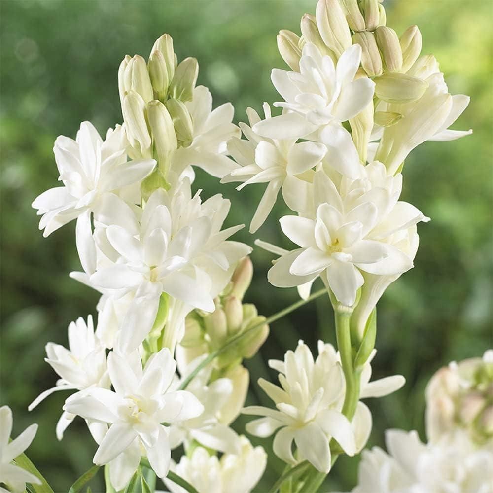 BloomBliss™ Rajnigandha Double Tuberose Bulbs (Pack of 2) – Exotic Fragrance & Lush Blooms