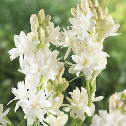 BloomBliss™ Rajnigandha Double Tuberose Bulbs (Pack of 2) – Exotic Fragrance & Lush Blooms