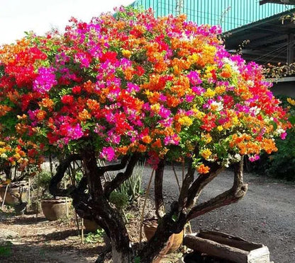 BloomBurst™ Bougainvillea Seeds – Transform Your Garden with a Stunning Multi-Color Floral Display