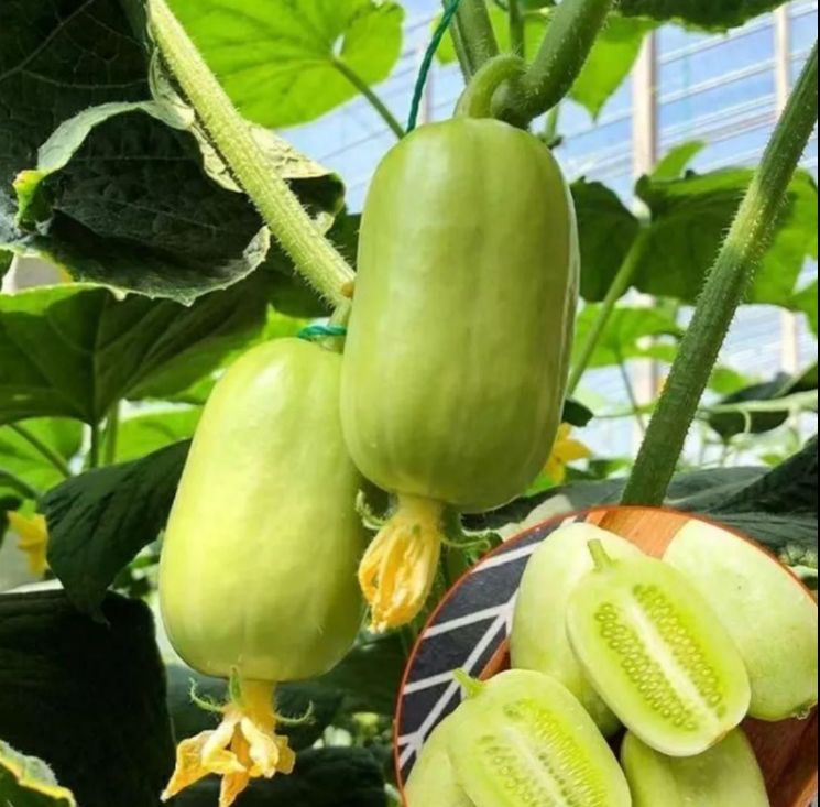 GoldenBloom™ Hybrid Cucumber Seeds – High Yield, Sweet & Nutritious