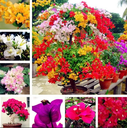BloomBurst™ Bougainvillea Seeds – Transform Your Garden with a Stunning Multi-Color Floral Display