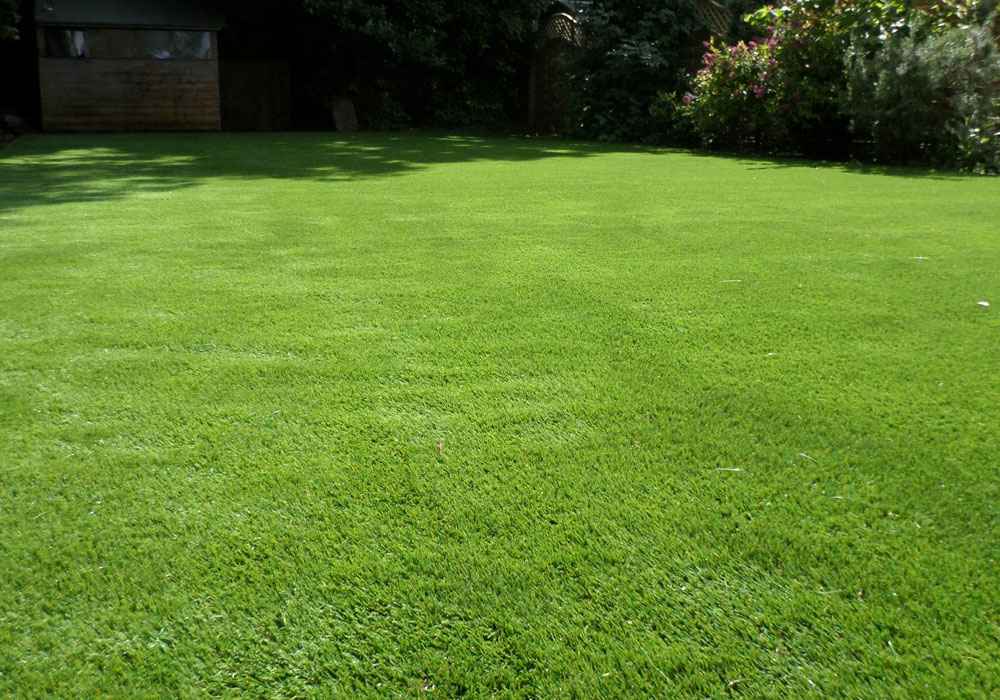 EverGreen™ Hybrid Grass Seeds – Lush, Dense & Low-Maintenance Lawn in Just Days