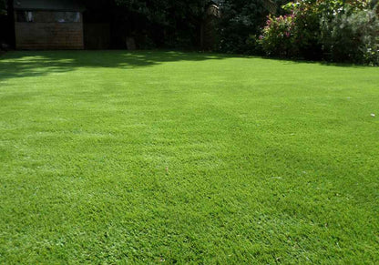 EverGreen™ Hybrid Grass Seeds – Lush, Dense & Low-Maintenance Lawn in Just Days