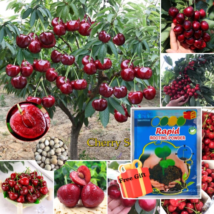 CherryBloom™ Rainier Cherry Seeds – Grow Juicy, Sweet Cherries at Home