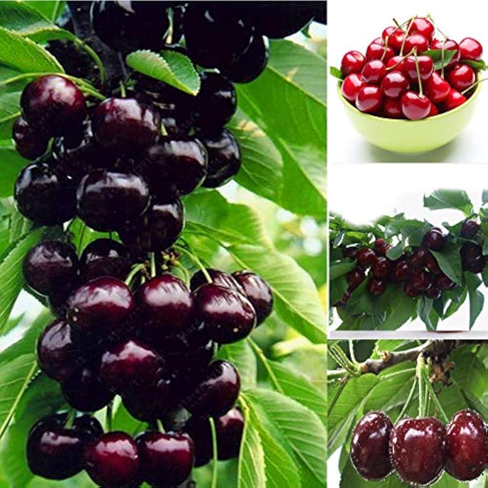 CherryBloom™ Rainier Cherry Seeds – Grow Juicy, Sweet Cherries at Home