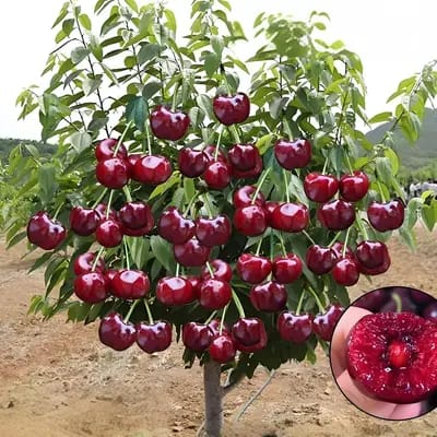 CherryBloom™ Rainier Cherry Seeds – Grow Juicy, Sweet Cherries at Home