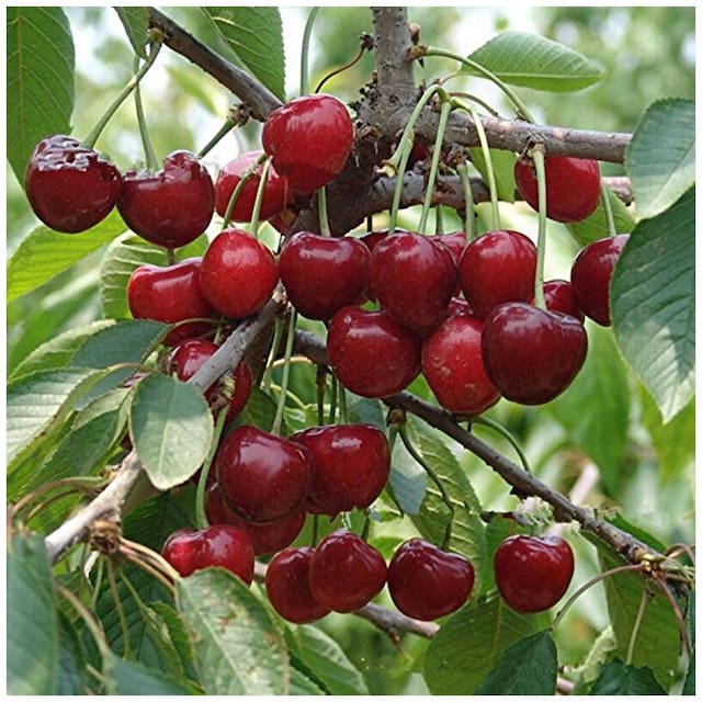 CherryBloom™ Rainier Cherry Seeds – Grow Juicy, Sweet Cherries at Home