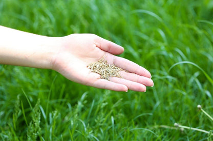 EverGreen™ Hybrid Grass Seeds – Lush, Dense & Low-Maintenance Lawn in Just Days