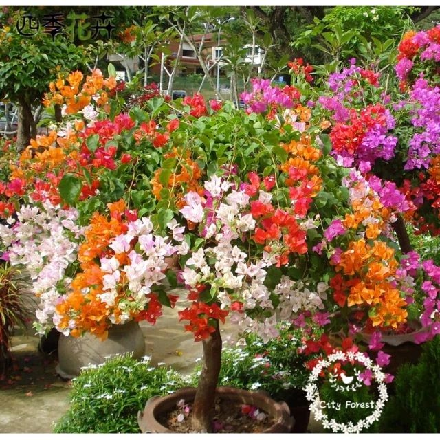 BloomBurst™ Bougainvillea Seeds – Transform Your Garden with a Stunning Multi-Color Floral Display