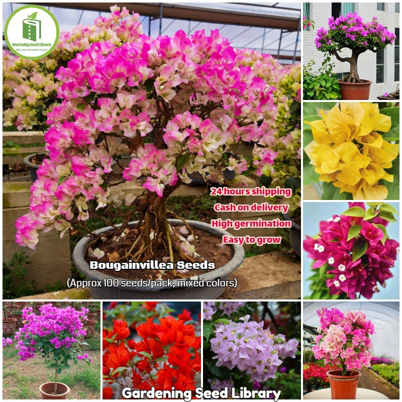 BloomBurst™ Bougainvillea Seeds – Transform Your Garden with a Stunning Multi-Color Floral Display
