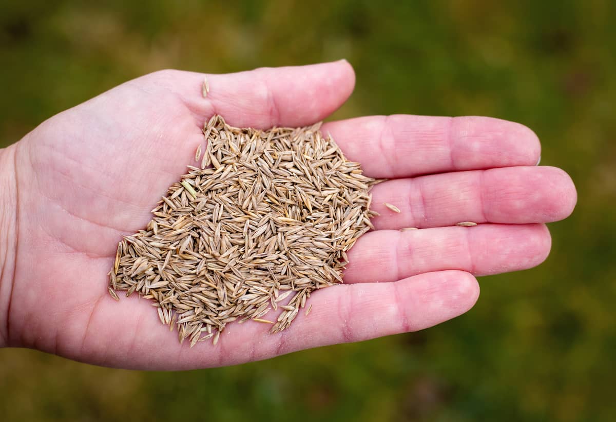 EverGreen™ Hybrid Grass Seeds – Lush, Dense & Low-Maintenance Lawn in Just Days