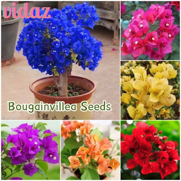BloomBurst™ Bougainvillea Seeds – Transform Your Garden with a Stunning Multi-Color Floral Display