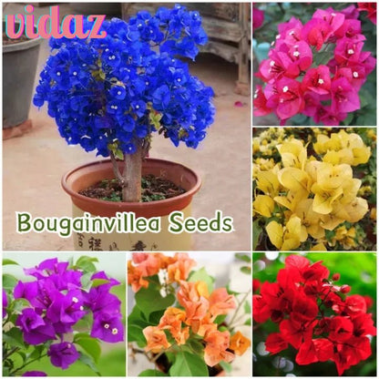BloomBurst™ Bougainvillea Seeds – Transform Your Garden with a Stunning Multi-Color Floral Display