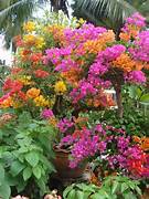 BloomBurst™ Bougainvillea Seeds – Transform Your Garden with a Stunning Multi-Color Floral Display